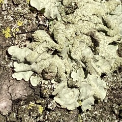Flavoparmelia soredians