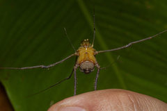 Sodreana barbiellinii