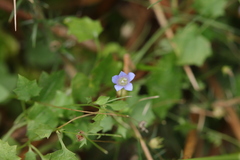 Hesperocodon hederaceus