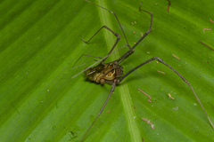 Sodreana barbiellinii