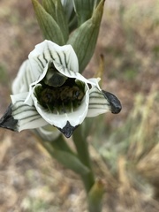 Chloraea bletioides
