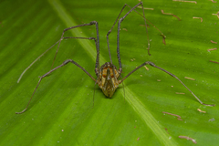 Sodreana barbiellinii