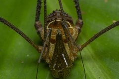 Sodreana barbiellinii