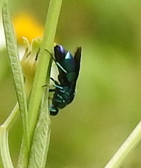 Chrysidinae