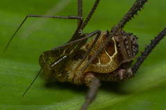 Sodreana barbiellinii