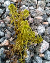 Sphagnum riparium