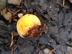 Cynips quercusfolii