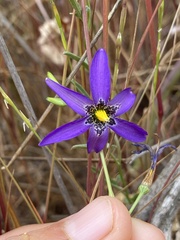 Conanthera bifolia