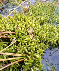 Sphagnum riparium