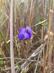 Conanthera bifolia