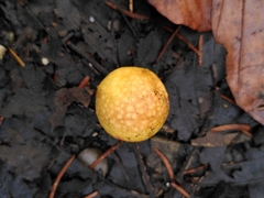 Cynips quercusfolii