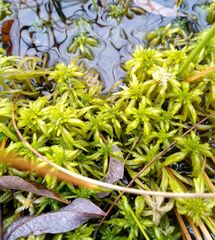 Sphagnum riparium
