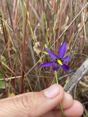 Conanthera bifolia