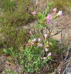 Lobostemon glaucophyllus