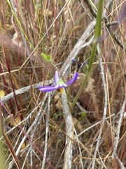 Conanthera bifolia