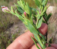 Lobostemon glaucophyllus