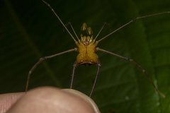 Sodreana barbiellinii