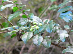 Azara serrata