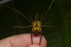 Sodreana barbiellinii