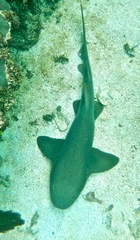 Ginglymostoma cirratum