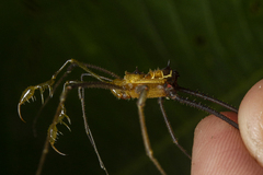 Sodreana barbiellinii