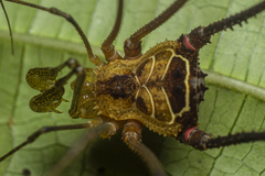 Sodreana barbiellinii