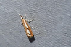 Catoptria latiradiellus