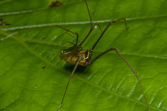 Sodreana barbiellinii