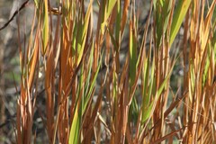 Bromus
