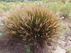 Hypodiscus argenteus