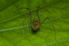 Sodreana barbiellinii