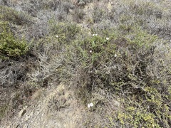 Calystegia macrostegia