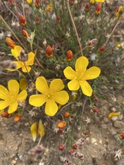 Linum macraei