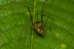 Sodreana barbiellinii