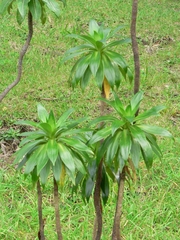 Plantago fernandezia