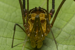 Sodreana barbiellinii