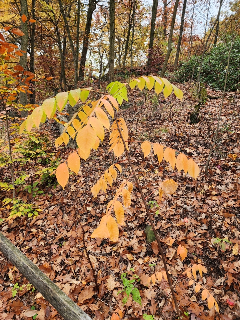 Muối – Rhus chinensis