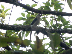 Dendrocitta formosae formosae