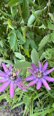 Passifloraceae