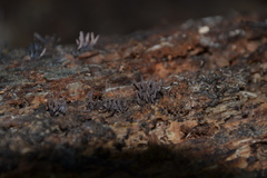 Stemonitopsis typhina