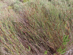 Willdenowia incurvata