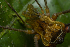 Sodreana barbiellinii