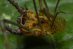 Sodreana barbiellinii