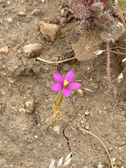 Centaurium cachanlahuen