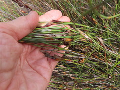 Willdenowia incurvata