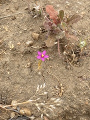 Centaurium cachanlahuen