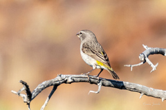 Crithagra albogularis