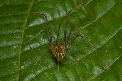 Sodreana barbiellinii