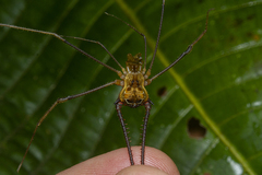 Sodreana barbiellinii