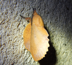 Gastropacha quercifolia